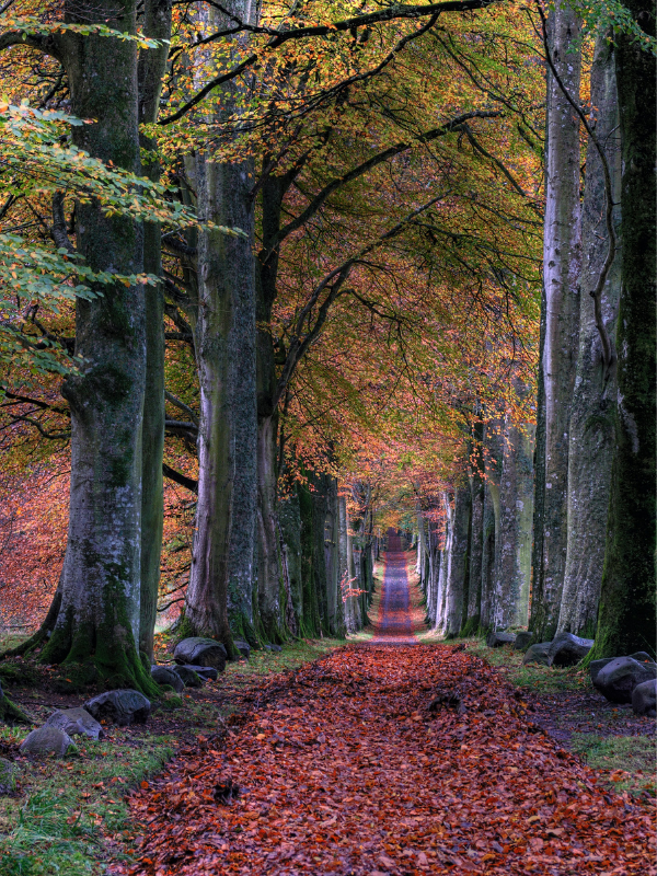 Red leaf-covered road through two rows of brown-gray trees with gold, green, and orange leaves.