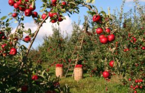 apple orchard with heavy fruit-laden trees, bushel baskets full of apples and a ladder in the background propped against one tree