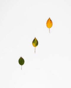 Three pointed aspen leaves--yellow and green and one in-between--arranged in a diagonal on light grey background with nothing else in the image from lower left to upper right.