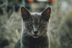 Commitment will change your life if you have the kind embodied in this cat's uncompromising, unequivocal, narrowly focused gaze. Image by River Fx on Unsplash.
