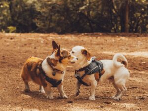 Instinctually intact mammals sniff each other out and discern how to engage, like these two small white and brown dogs on brown earth of a field with trees behind them. 